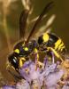 Ancistrocerus sp.